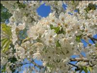 Kirsche Blüte 26