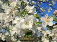 Apfel Blüte 24