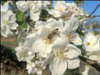 Apfel Blüte 23
