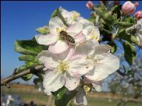 Apfel Blüte 21