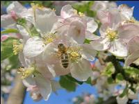 Apfel Blüte 19