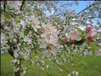 Apfel Blüte 18