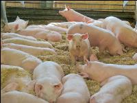Biologische Schweinehaltung 56