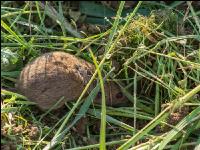 Feldmaus