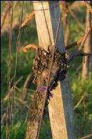 Grape vine beginning of spring 1