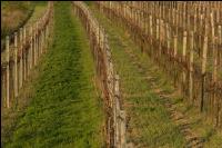 Grape vine beginning of spring 2