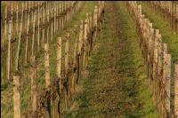 Grape vine beginning of spring 3