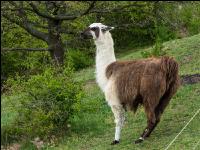 Lama 1