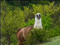 Lama 2
