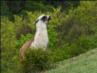 Lama 3