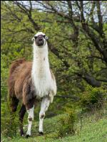 Lama 4