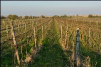 Grape vine beginning of spring 4