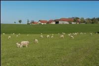 Schafe auf Frühjahrsweide 1