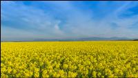 Raps Blüte 61