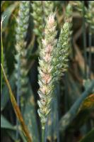 Ährenfusarium Weizen 3