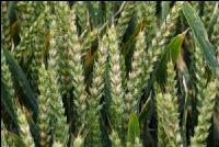 Ährenfusarium Weizen 2