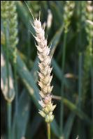 Ährenfusarium Weizen 5