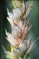 Ährenfusarium Weizen 6