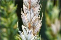 Ährenfusarium Weizen 4
