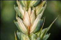 Ährenfusarium Weizen 1