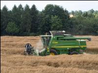 Raps Ernte 260