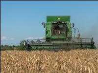 Erbsen Ernte 21
