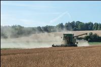 Erbsen Ernte 18