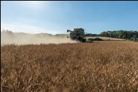 Erbsen Ernte 17