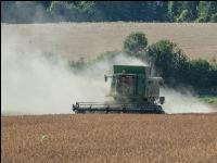 Erbsen Ernte 15