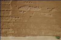 Raps Ernte 278