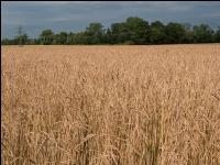 Spelt 20