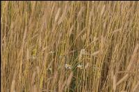 Triticum monococcum 15