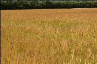 Triticum monococcum 14