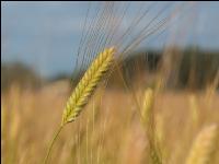 Einkorn 13