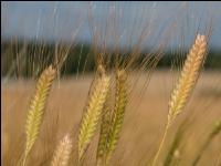 Einkorn 12