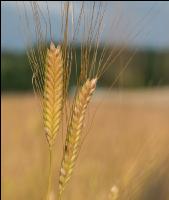 Einkorn 11