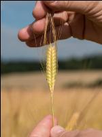 Einkorn 10