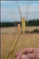 Einkorn 9