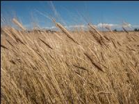 Einkorn 8