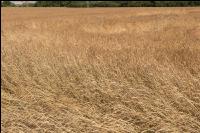 Einkorn 7
