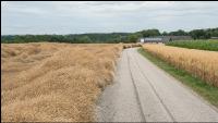 Raps Lagerfrucht 2