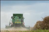 Raps Ernte 290