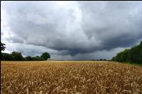Weizen reif Regenwetter 2