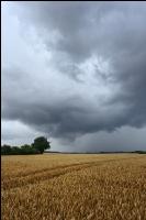 Weizen reif Regenwetter 1