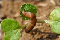 Ackerschnecke Raps 2