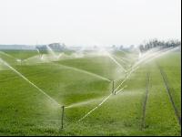 Wheat irrigation 3
