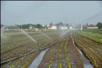 Irrigation vegetable 18