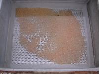 Fischeier 2