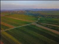 Vineyard in August 5