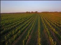 Vineyard in August 4